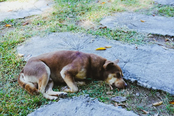 Perro Marrón Acostado Descansando Jardín Parque — Foto de Stock