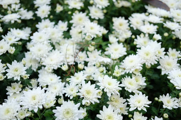 Bahçe Beyaz Kasımpatı Çiçeği Çiçek Açan Flora Park — Stok fotoğraf