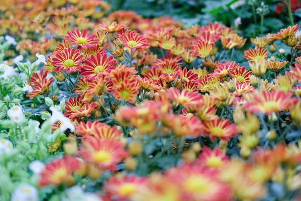 Piros Gerbera Virágos Kertben Virágzó Növények Park — Stock Fotó
