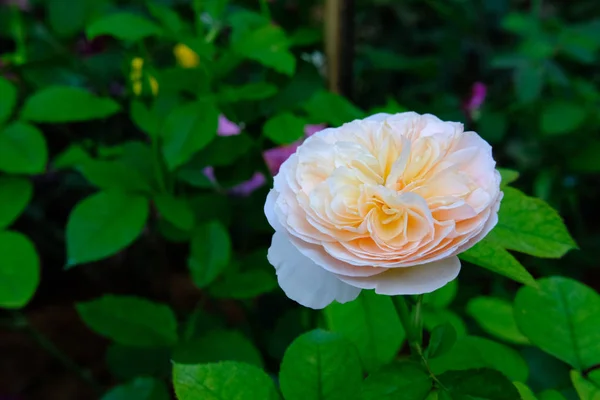 Fleur Rose Orange Dans Jardin Floraison Flore Dans Parc — Photo