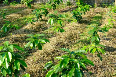 Arabica kahve bitki ağaç ekimi gruptaki