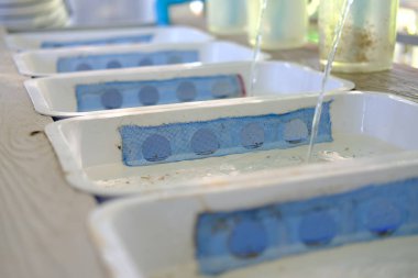 su ürünleri yetiştiriciliği grubundaki genç tilapia. tatlı su balık yetiştiriciliği