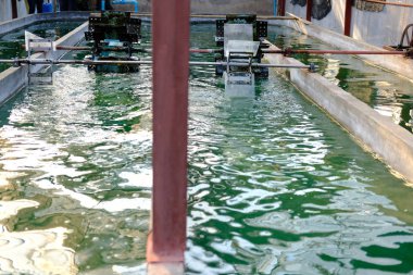 Spirulina çiftlik. için nütrisyon üretim tarım yosun