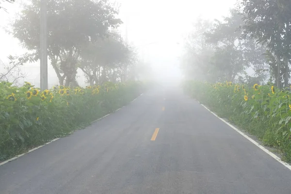 Ochtendnevel Mist Met Zonnebloem Naast Landweg — Stockfoto