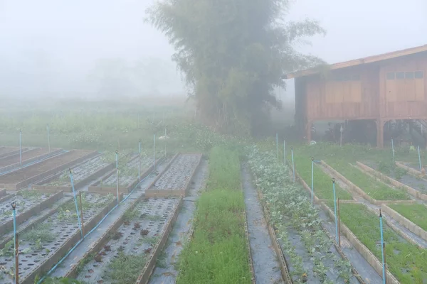 朝の霧 霧の菜園 ファームの農園 — ストック写真