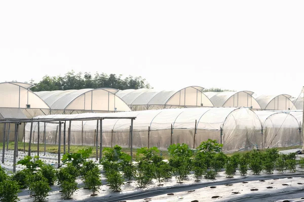 Pflanze Die Bauernhof Wächst Gemüseanbau Gewächshaus Auf Ackerland — Stockfoto