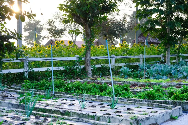 在农场种植的植物 农田园林绿化中的蔬菜种植园 — 图库照片