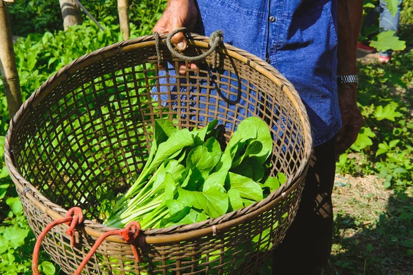 Farmer Holding Basket Fresh Organic Vegetable Produce Garden Farm — Stock Photo, Image