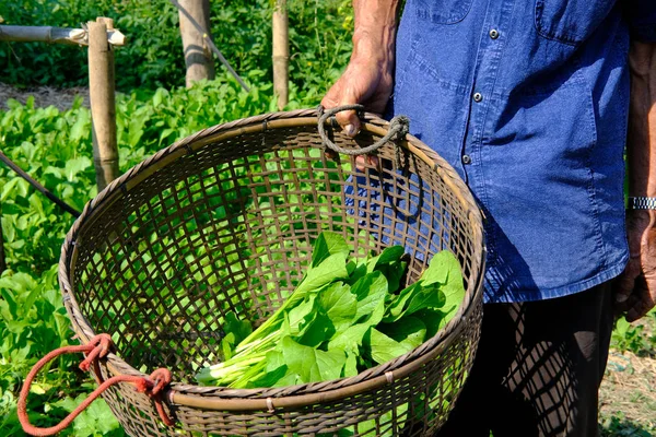 农民拿着篮子与新鲜有机蔬菜产品从花园农场 — 图库照片