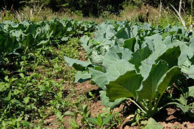 grupta büyüyen lahana bitki. Bitkisel plantasyon bahçe içinde