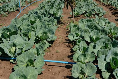 grupta büyüyen lahana bitki. tarım arazileri bahçesinde bitkisel saç ekimi