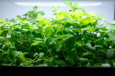onshelf odada yapay ışık ile büyüyen hydroponic sebze