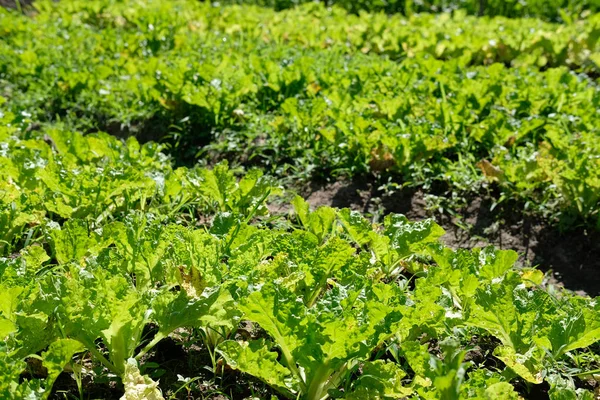 Το φυτό αυξάνεται στο αγρόκτημα. vegatable φυτεία στον κήπο — Φωτογραφία Αρχείου