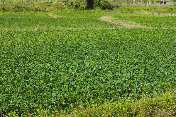 Soybean growing in cultivated field — Stock Photo, Image
