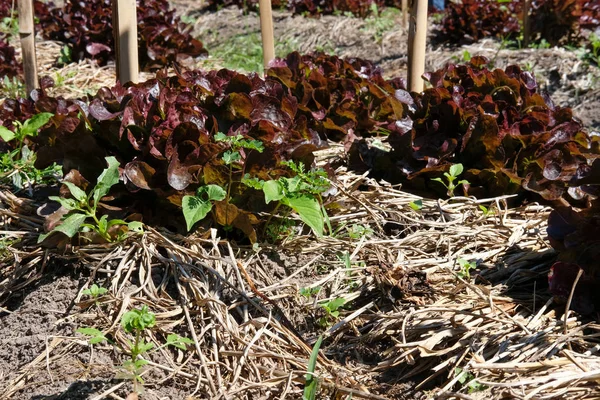 在农场种植的红橡木生菜植物 农田园林绿化中的蔬菜种植园 — 图库照片