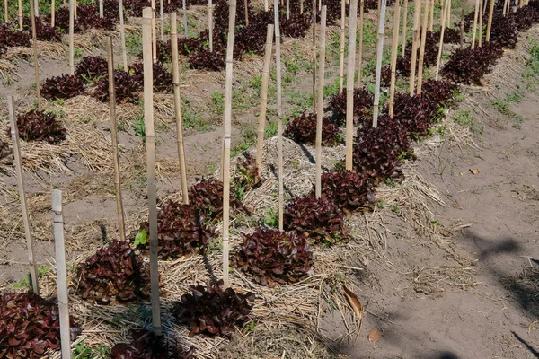 Red Oak Lettuce Plant Growing Farm Vegatable Plantation Garden Farmland — Stock Photo, Image