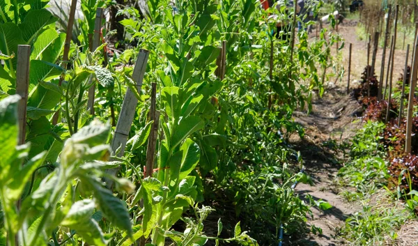 Grupta büyüyen cos marul bitki. Bitkisel plantasyon gard içinde — Stok fotoğraf