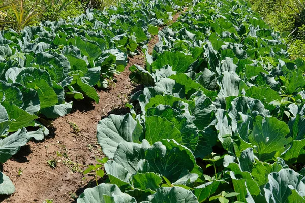 Kohlpflanze Die Bauernhof Wächst Gemüseplantage Garten Auf Ackerland — Stockfoto