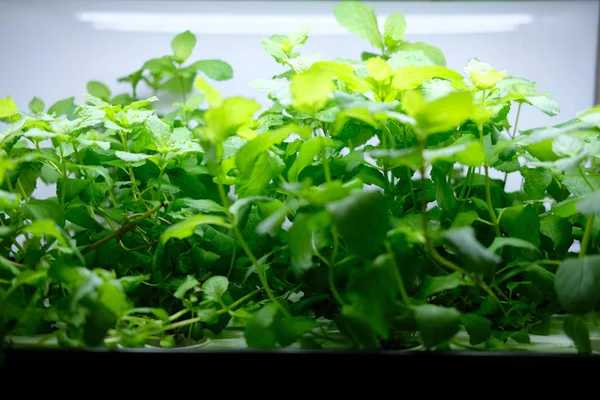 在室内用人工光线在架子上种植的水培蔬菜 — 图库照片