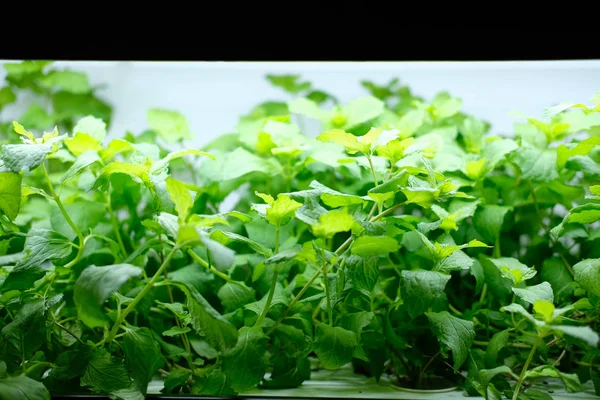 Гідропонічний Овоч Росте Полиці Штучним Світлом Кімнаті — стокове фото