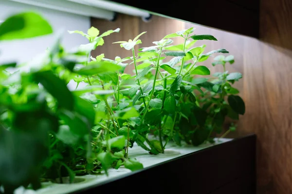onshelf odada yapay ışık ile büyüyen hydroponic sebze