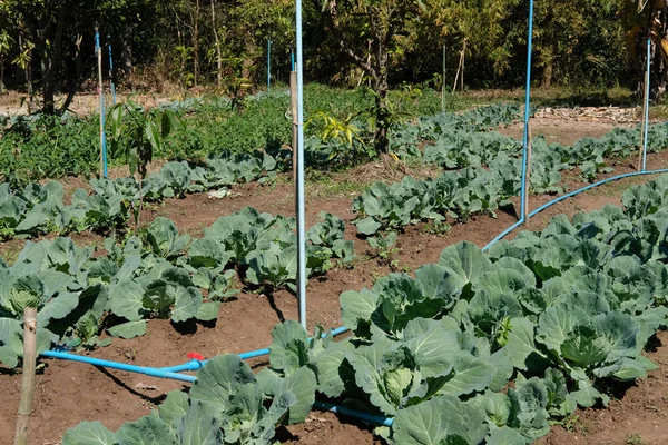 Planta Repolho Crescendo Fazenda Plantação Vegatable Jardim Terras Agrícolas — Fotografia de Stock