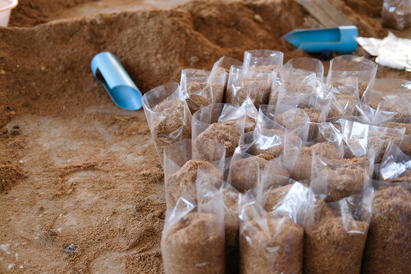 artificial substrate in bag for growing edible mushroom in farm