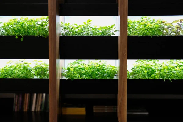 Hortaliça hidropônica crescendo na prateleira com luz artificial em r — Fotografia de Stock