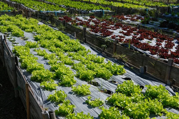 Lettuce plant growing in farm. vegatable plantation  in garden — Stock Photo, Image