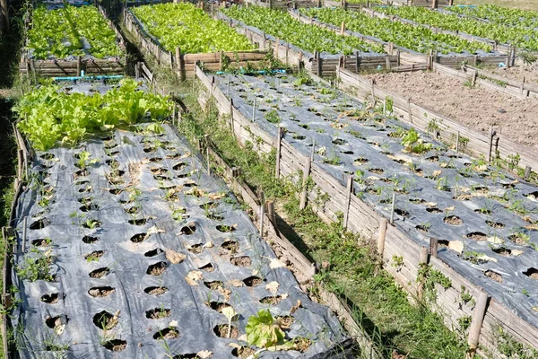 Planta de lechuga que crece en la granja. plantación vegable en el jardín —  Fotos de Stock