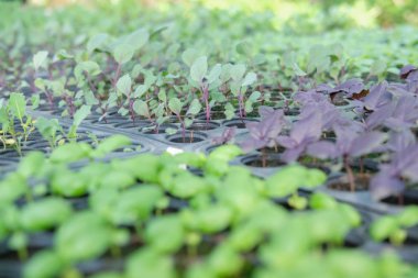 fide yetiştirme tepsi içinde büyüyen. sebze ekimi