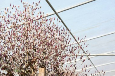 marul sebze tohum toplama için bahçe tarımı