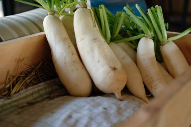 Ahşap kutusunda turp. tarladan taze sebze