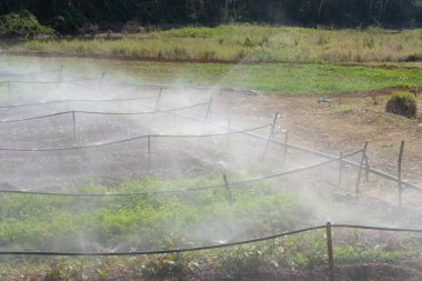 gruptaki sebze sulama yağmurlama sulama sistemi