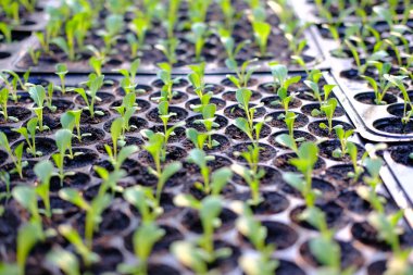 marul fide yetiştirme tepsi içinde büyüyen. sebze ekimi