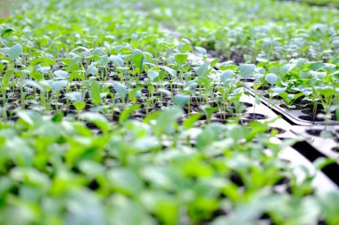 marul fide yetiştirme tepsi içinde büyüyen. sebze ekimi