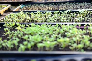 marul fide yetiştirme tepsi içinde büyüyen. sebze ekimi