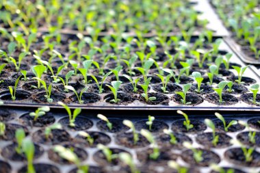 marul fide yetiştirme tepsi içinde büyüyen. sebze ekimi