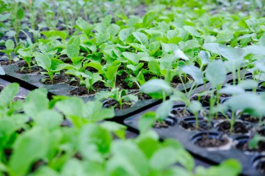 marul fide yetiştirme tepsi içinde büyüyen. sebze ekimi