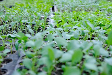marul fide yetiştirme tepsi içinde büyüyen. sebze ekimi