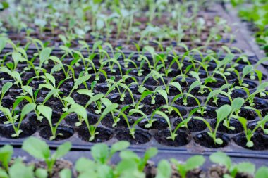 marul fide yetiştirme tepsi içinde büyüyen. sebze ekimi