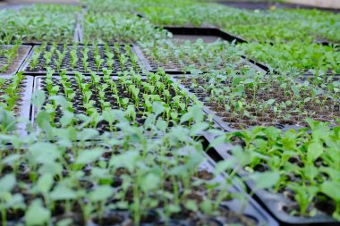 marul fide yetiştirme tepsi içinde büyüyen. sebze ekimi