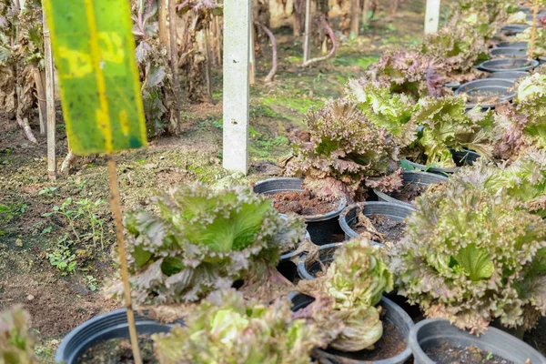 vegetable growing in garden for collecting seeds