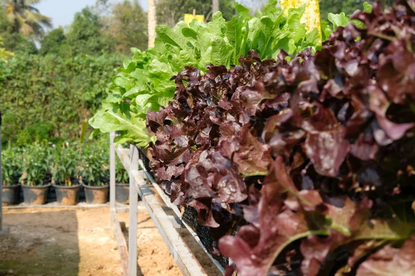 在农场种植的生菜植物 农田园林绿化中的蔬菜种植园 — 图库照片