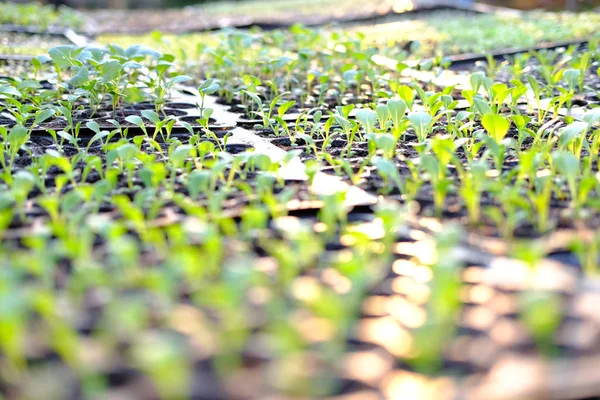 Semis Laitue Poussant Dans Plateau Culture Plantation Légumes — Photo