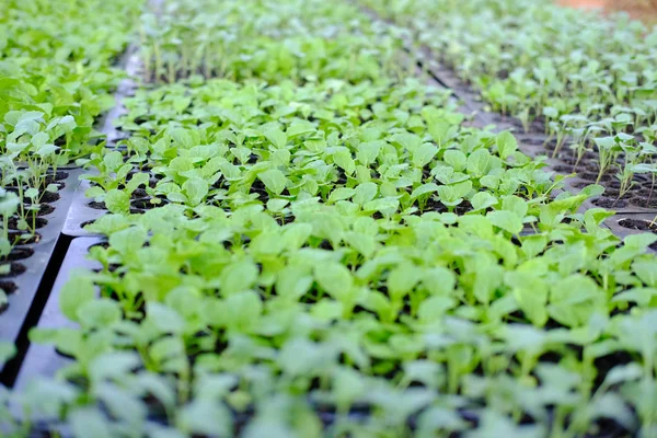 marul fide yetiştirme tepsi içinde büyüyen. sebze ekimi