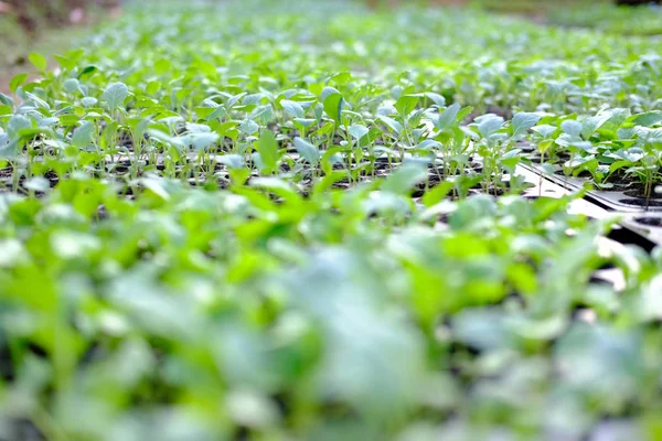 レタス苗栽培トレイに成長しています 野菜農園 — ストック写真