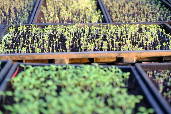 Semis Laitue Poussant Dans Plateau Culture Plantation Légumes — Photo