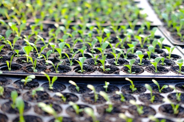 marul fide yetiştirme tepsi içinde büyüyen. sebze ekimi