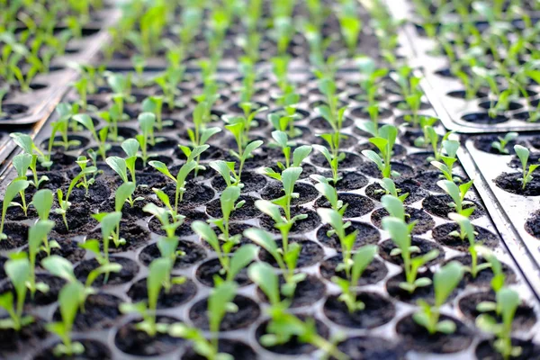 Semis Laitue Poussant Dans Plateau Culture Plantation Légumes — Photo